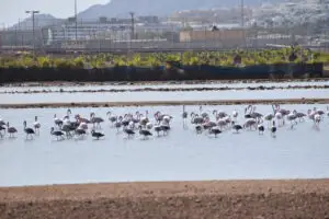 טיולי חורף באילת: 3 מסלולים בלתי נשכחים באזור אילת והערבה