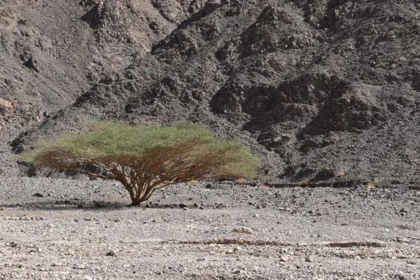 טיול ג'יפים באילת שלוש שעות